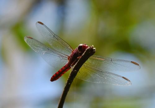 Orthemis sp.